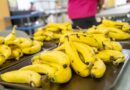 Distribución de frutas en alimentación escolar avanza a buen ritmo, informa INABIE