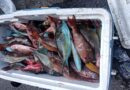 Detienen a tres hombres por posesión de especies marinas en veda