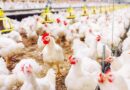 RD y otros 20 países suspenden compra de pollo a Brasil por gripe aviar