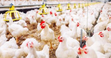 RD y otros 20 países suspenden compra de pollo a Brasil por gripe aviar
