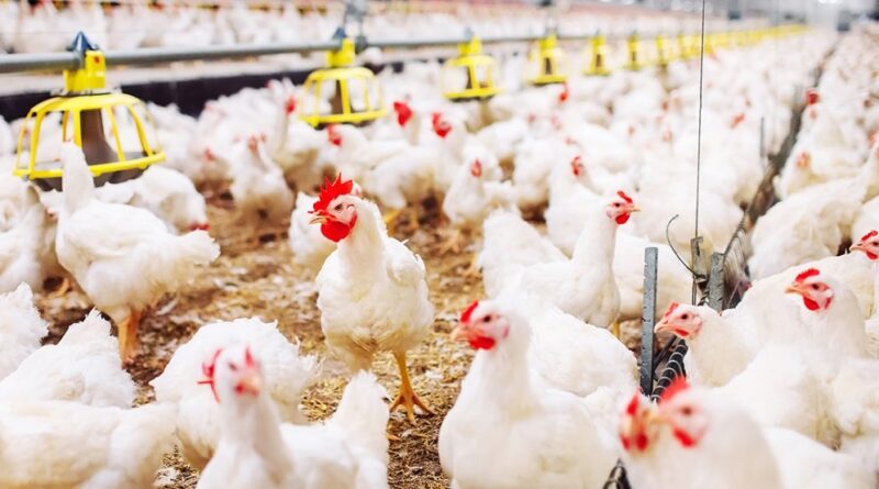RD y otros 20 países suspenden compra de pollo a Brasil por gripe aviar
