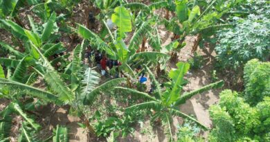 Detienen a 17 haitianos indocumentados que se ocultaban en un platanal en Mao