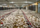 Garantizan abastecimiento a la demanda de pollo en Navidad y Año Nuevo