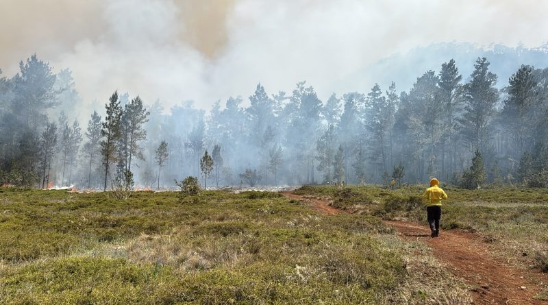 Brigadas mantienen combate contra frente activo del incendio en Sierra de Bahoruco
