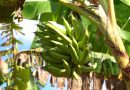 Gobierno dice producción agropecuaria de RD alcanza niveles históricos