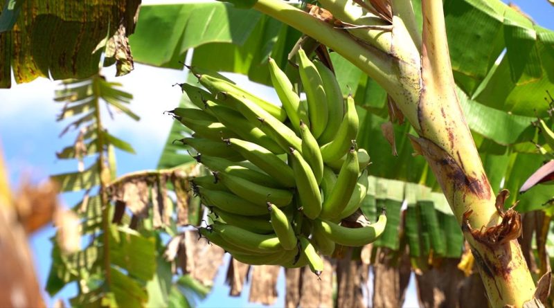 Gobierno dice producción agropecuaria de RD alcanza niveles históricos