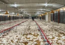 Avicultores mantienen alta producción de pollos y huevos pese al aumento de costos
