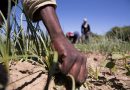Aumentan 25 % al salario de los trabajadores agrícolas